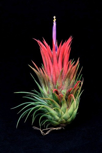 Large tillandsia ionantha - tillandsia,