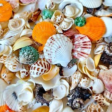 Mixed Medium Sea Shells Natural Ocean Shells for Crafts Decoration Aquarium