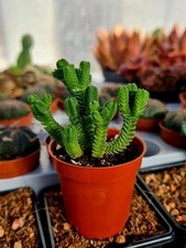 Crassula Pyramidalis |