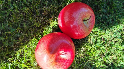 Red fake apples - fake,