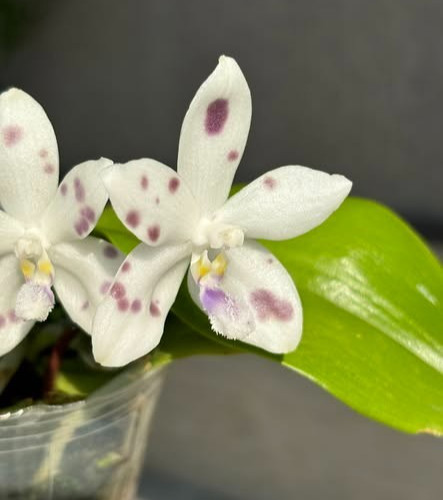 Phalaenopsis speciosa purple - speciosa,