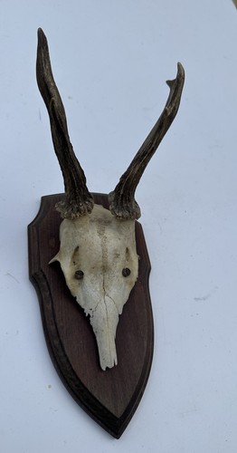 Wall mounted roe buck deer - wall,