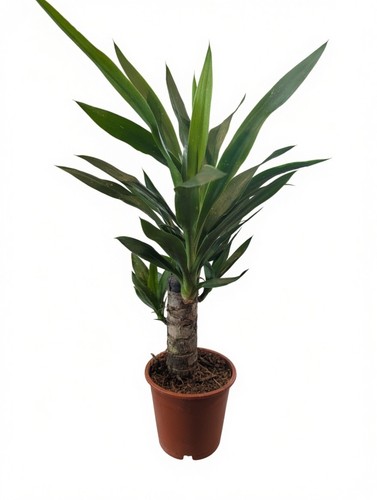 Yucca plant pot easy - 12, cm