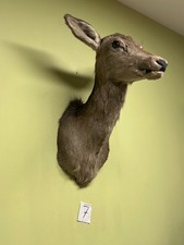 Doe head, Taxidermy, Throphies