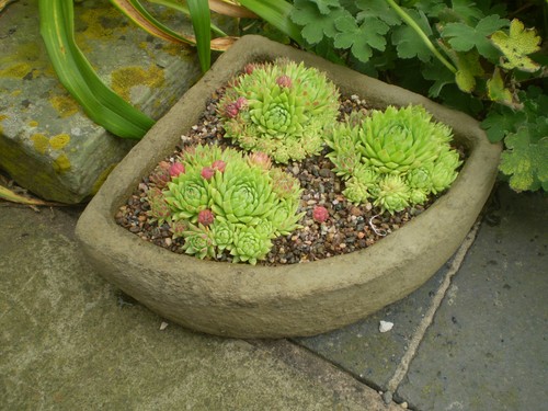 Stone garden small corner - garden,