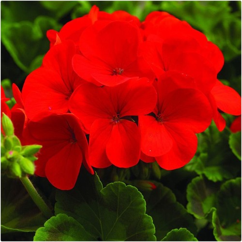 Geranium horizon scarlet - geranium,