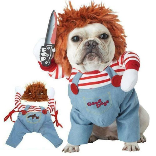 Halloween pet dogs - pet,