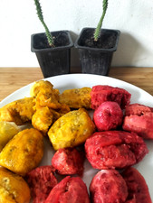 25 Mixed Prickly Pear Seeds - BUY ONE GET ONE FREE