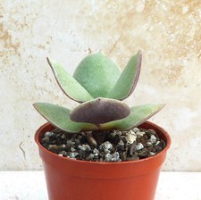 Crassula Ovata Obliqua Succulent Plant Small Rooted Houseplant Bareroot