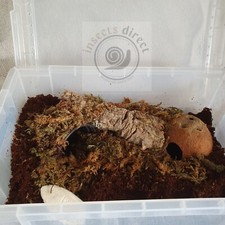 Insects Direct-Complete