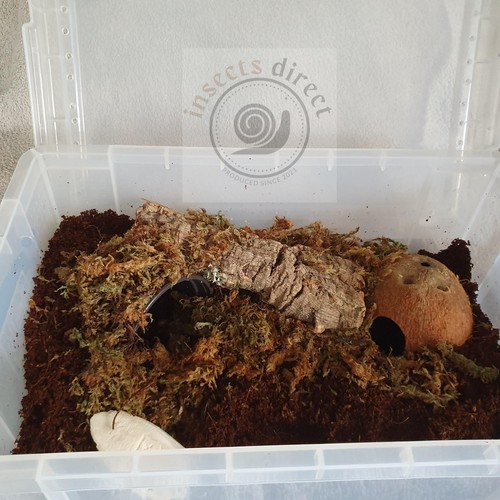 Insectsdirect 19l african - 19l,