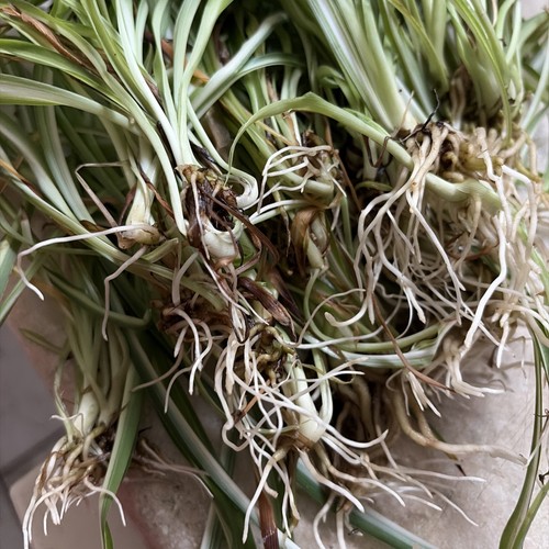 Spider rooted plants - spider,
