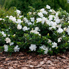 1 X GARDENIA JASMINOIDES CROWN JEWEL CAPE JASMINE EVERGREEN SHRUB PLANT IN POT