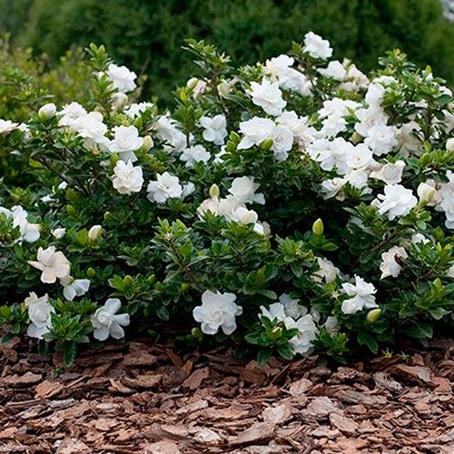 Gardenia jasminoides crown - 1, x