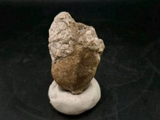 Real Fossil Dinosaur Egg Embro