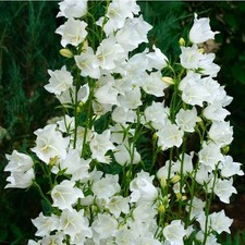 6 Campanula Persicifolia White
