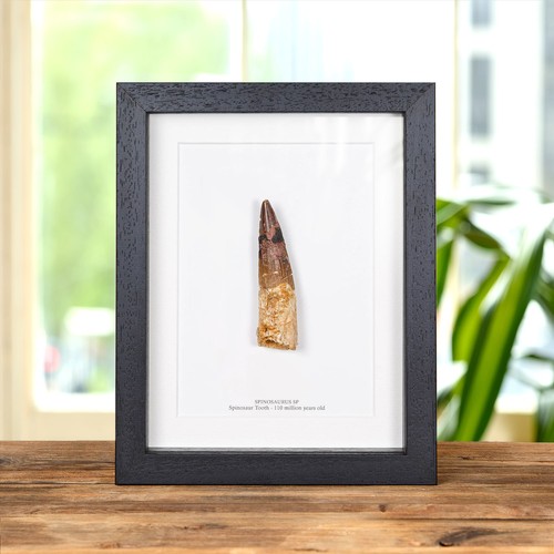 Spinosaurus dinosaur tooth - xl,