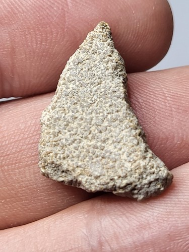 Saltasaurus egg shell sauropod - saltasaurus,