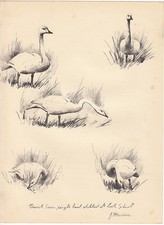 1937 print  of the berwick