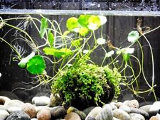 Live Aquarium Planted Moss Ball / Beginner Tropical Aquarium Terrarium Plants