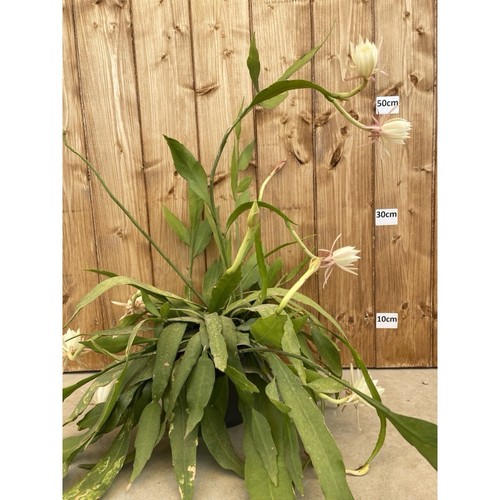 Epiphyllum pumillum true - pumillum,