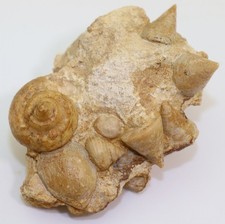 Snail Step, Jurassic, Pliensbach, Feuguerolles, Calvados, France -L590