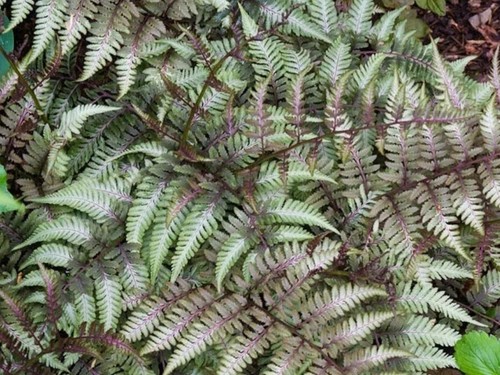 Fern collection 5 mixed - -,