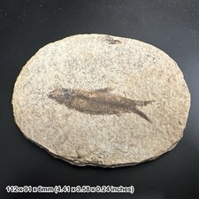Knightia alta fish fossil - eocene period, usa