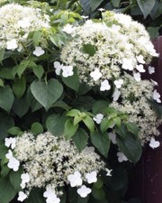 Hydrangea petiolaris - Climbing Hydrangea Garden Cottage Flower Plant In 1L Pot