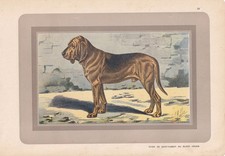 1931 BLOODHOUND DOG Print -