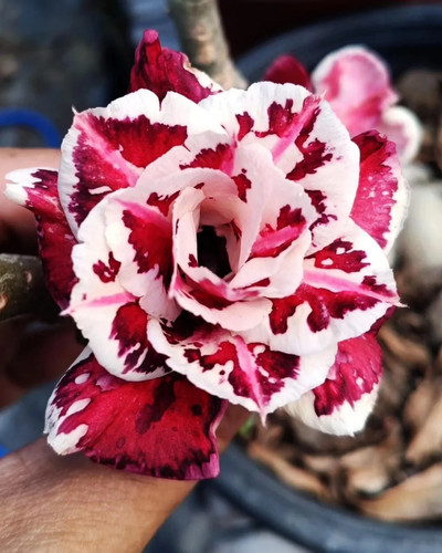 Strawberry sundae desert rose - strawberry, sundae~desert