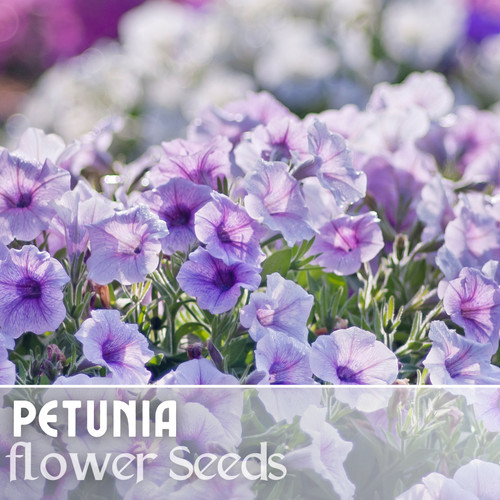 1000 sublime plum - plum, petunia