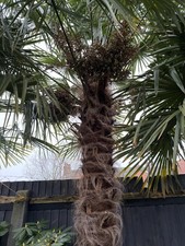 Trachycarpus Fortunei Palm