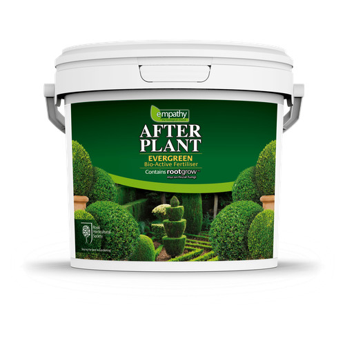 Evergreen buxus plant - &,