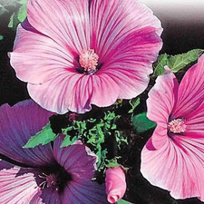 Lavatera Silver Cup HA, Sow Feb-May, Stunning Pink Flowers, Prolific, 100 Seeds