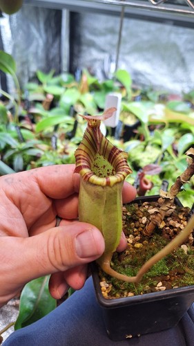 Nepenthes sibuyanensis - nepenthes, x