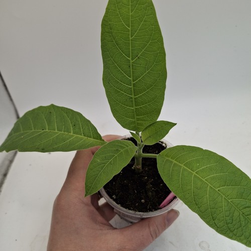 Brugmansia pink plant angel - brugmansia, |