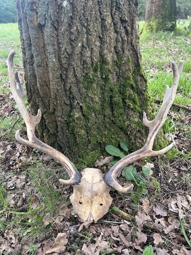 Fallow buck deer skull - buck,