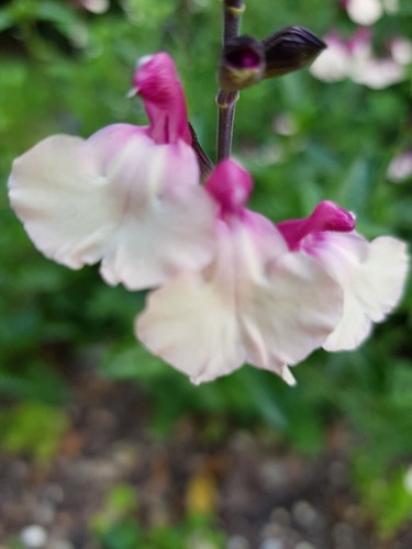 Salvia cuello white pink - salvia,