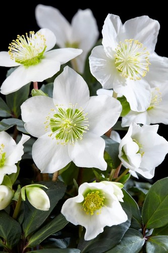 Helleborus hellebore christmas - helleborus,