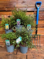 5 Mixed Extra Large Spiraea