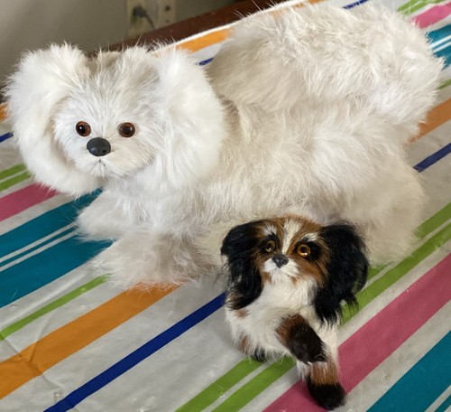 Vintage pekingese maltese - vintage, pekingese/maltese