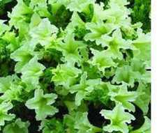 5   X   MIX  EE  SURFINIA