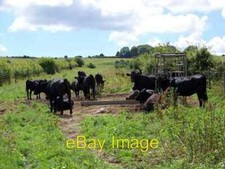 Photo 6x4 Cattle near Firsdown The metal machine is a cattle crush for we c2008