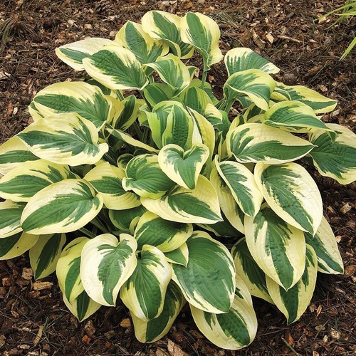 Hosta wide brim plantain - hosta,
