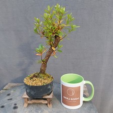 Beautiful Satsuki Azalea Rhodedendron Indicum Outdoor Plant As Used For Bonsai 