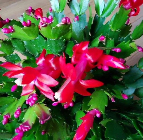 Red christmas cactus 5 min - red,