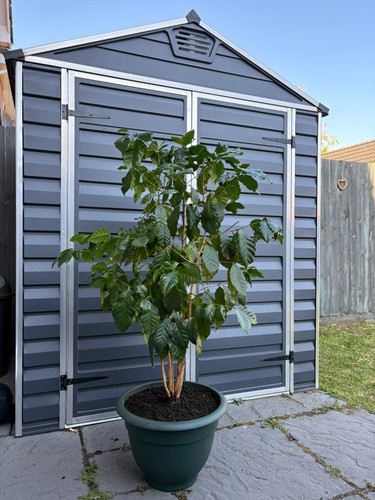 Large coffee plant coffea - large,