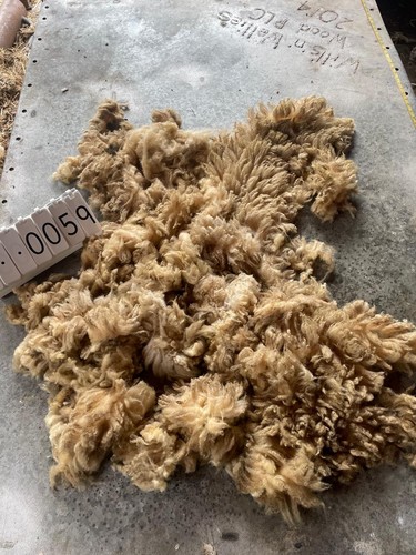 Portland raw unwashed sheep - unwashed,