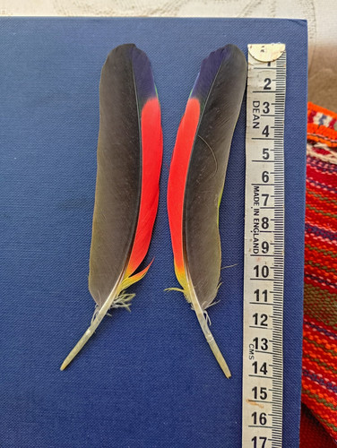 Pair parrot craft - of, feathers